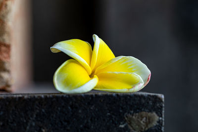 Amazing yellow plumeria close-up on the border