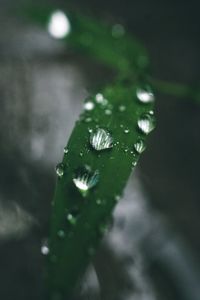 Close-up of raindrops on leaves