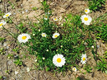 Flowers blooming outdoors