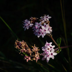 Close-up of purple flowers