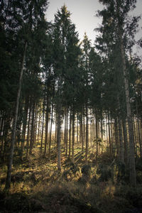 Pine trees in forest