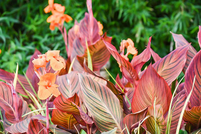 Close-up of red flowers