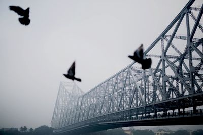 Low angle view of bird flying over bridge