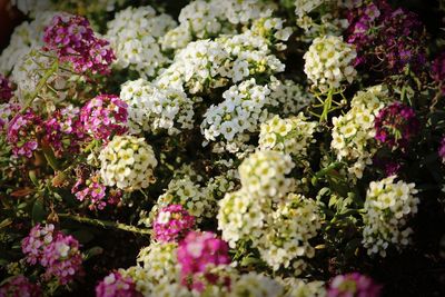 Close-up of pink flowering plants