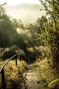 Footpath amidst trees in forest against sky