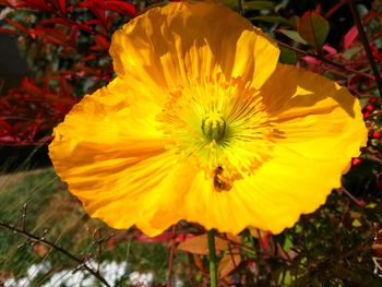 Close-up of yellow flower blooming outdoors