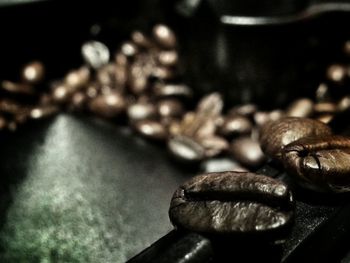 Close-up of plant against blurred background