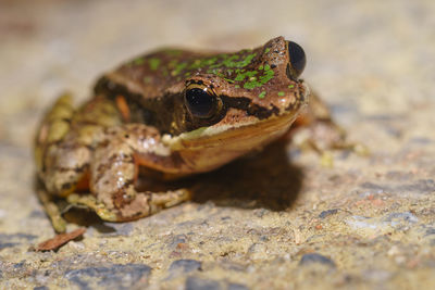 Close-up of frog on land