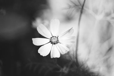 Close-up of white flowering plant