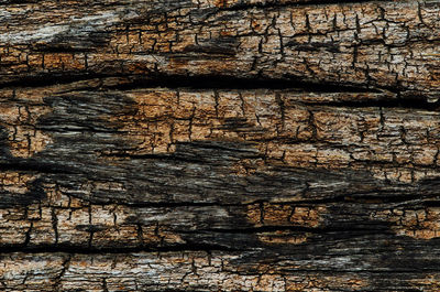 Full frame shot of tree trunk