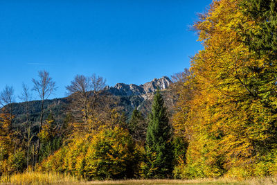 Trees growing in forest against sky during autumn