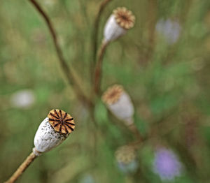 Close-up of poppy pod in a countryside meadow