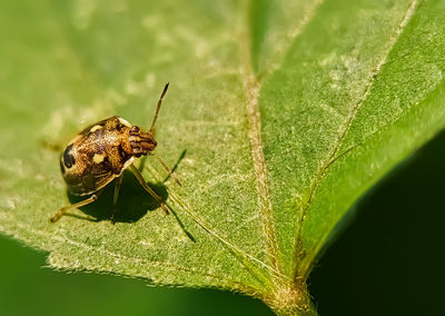 Close-up of insect on leaf