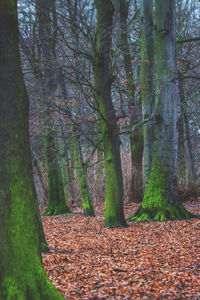 Trees in forest during autumn