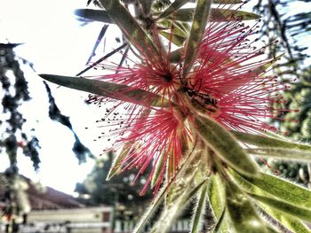 Close-up of red flowers