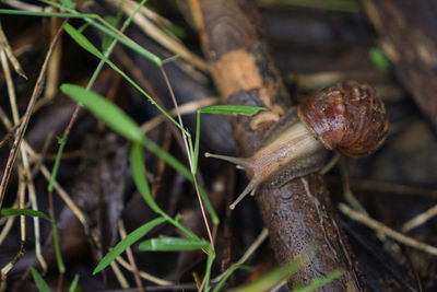 Close-up of a lizard on plant