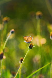 Close-up of butterfly on plant