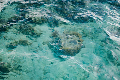 High angle view of fish swimming in sea