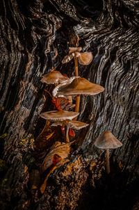 High angle view of mushrooms on tree trunk