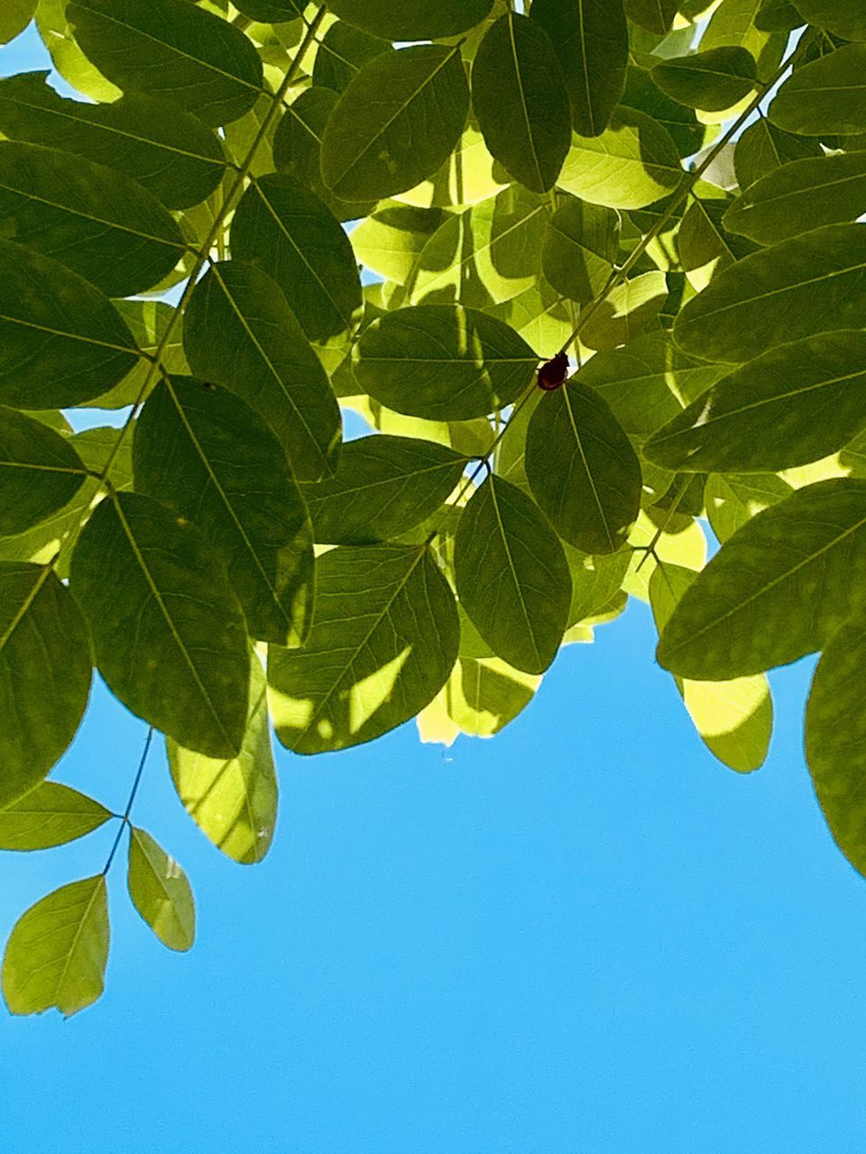 LOW ANGLE VIEW OF LEAVES AGAINST SKY