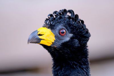 Close-up of bird looking away while perching outdoors