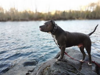 Close-up of dog in lake