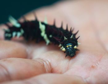 Close-up of hand holding insect