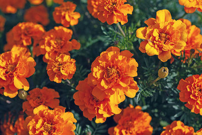 Marigold flowers top view -tagetes erecta l. - closeup