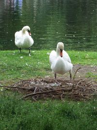 White swan perching on grass by lake