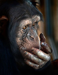 Close-up of chimpanzee hand in zoo