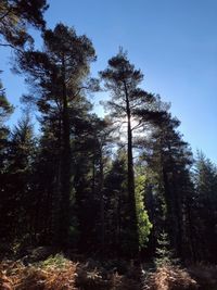 Low angle view of trees in forest against sky