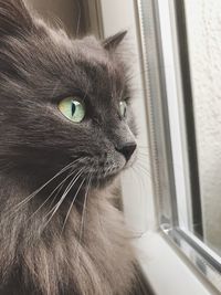 Close-up of cat looking away