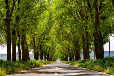 Road amidst trees in city