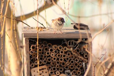 Close-up of birds perching on metal