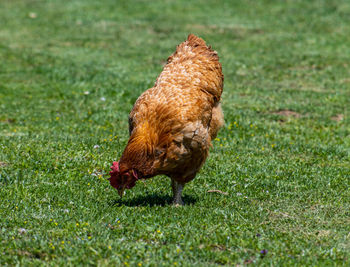 Close-up of bird on field