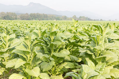 Scenic view of corn field