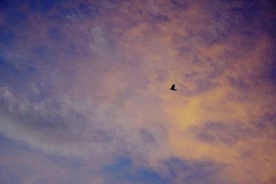 Low angle view of silhouette bird flying against sky