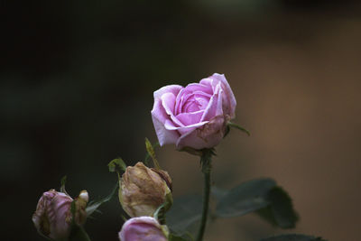 Close-up of pink rose