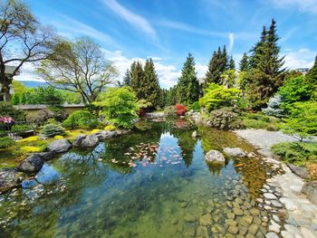 Pond in kasugai garden, kelowna reflecting the trees and a couple lazy clouds.