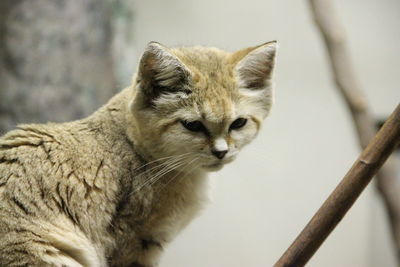 Low angle view of sand cat