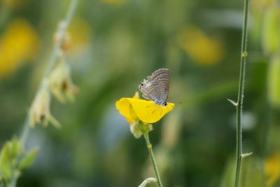 Close-up of butterfly pollinating on yellow flower