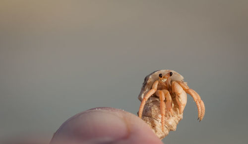 Close-up of hand holding hermit crab against gray background