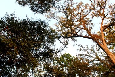 Low angle view of trees in forest against sky