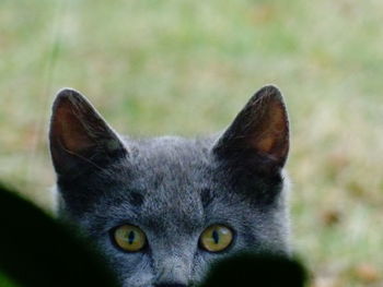 Close-up portrait of cat