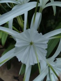 Close-up of white flowers