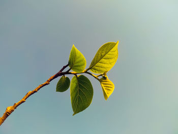 Close-up of yellow leaves against clear sky