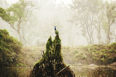 Peacock perching on tree