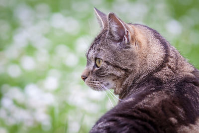 Close-up of cat looking away