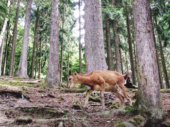 Giraffe on tree in forest