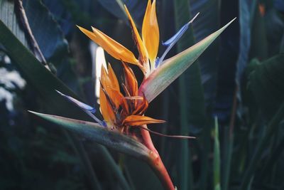 Close-up of flower blooming outdoors